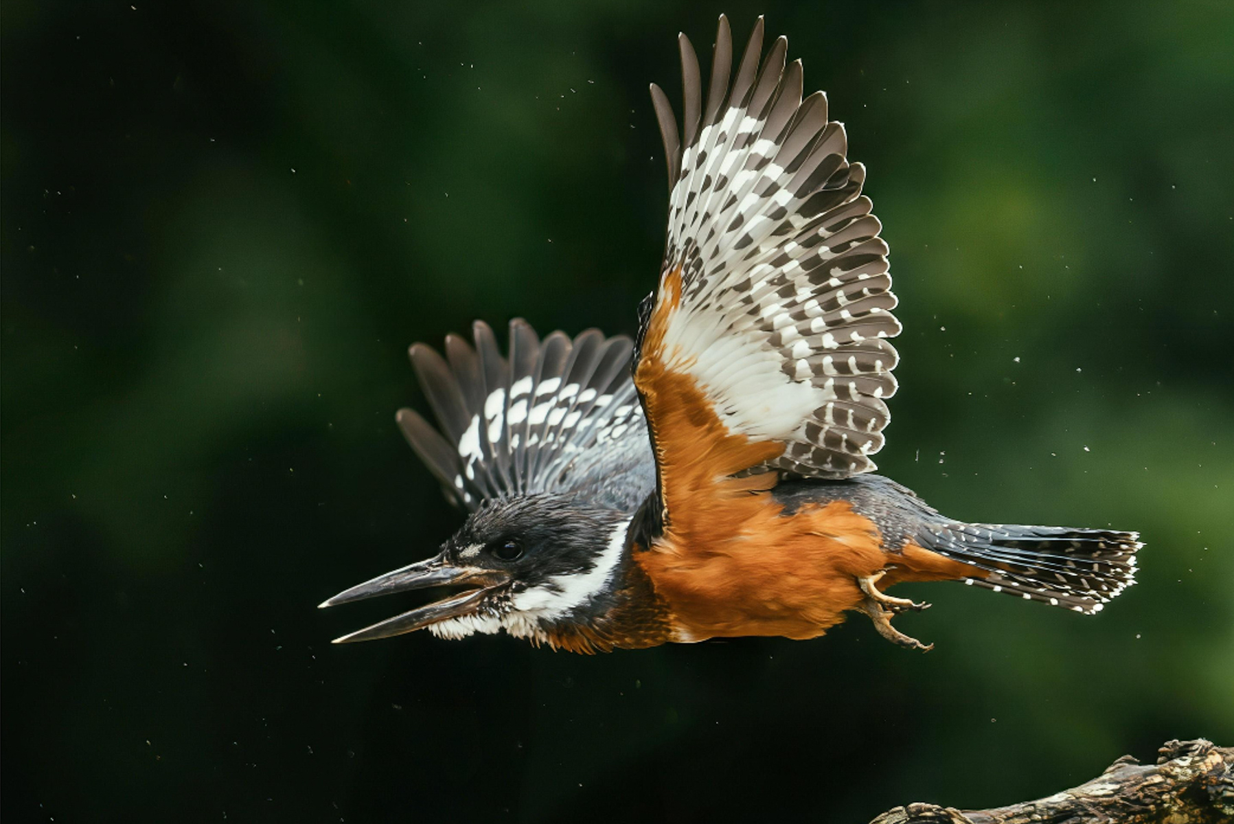 A Ringed Kingfisher takes flight after gobbling a fish in its riverine home in the Cano Negro Wildlife Reserve, Costa Rica (image by Gin Wilde)