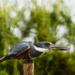 The largest Kingfisher in Costa Rica (and the Americas)- the Ringed Kingfisher (image by Gin Wilde)