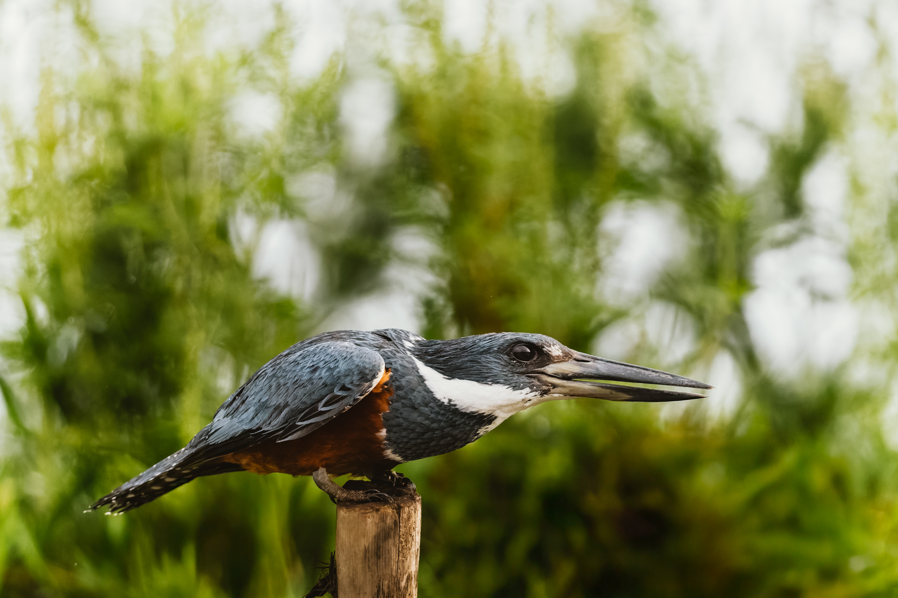 The largest Kingfisher in Costa Rica (and the Americas)- the Ringed Kingfisher (image by Gin Wilde)