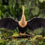 A female Anhinga dries her wings in the Cano Negro Wildlife Reserve, Costa Rica. The word 'anhinga' comes from the Brazilian Tupi language and means 'devil bird' or 'snake bird' (image by Gin Wilde)