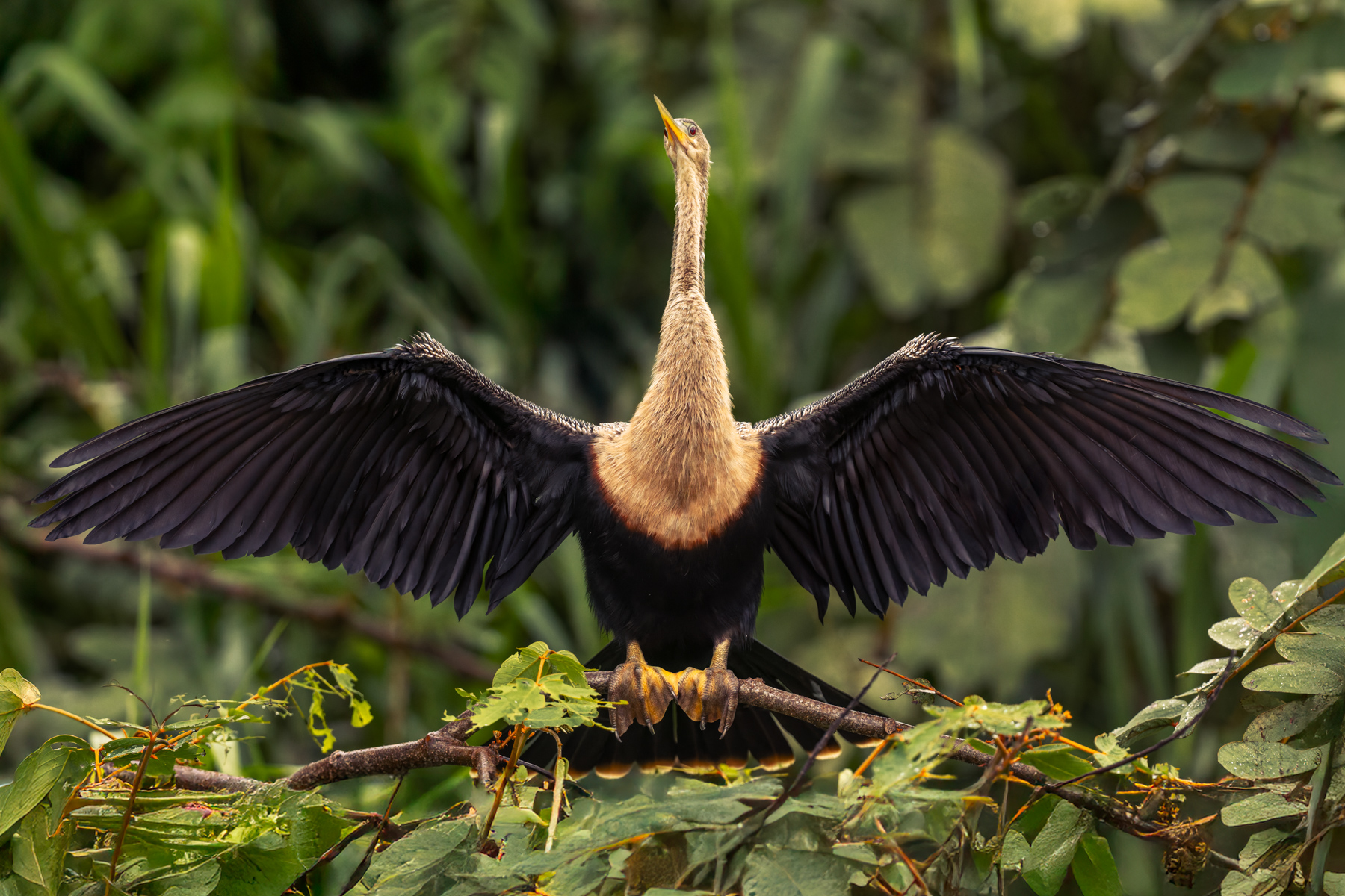 A female Anhinga dries her wings in the Cano Negro Wildlife Reserve, Costa Rica. The word 'anhinga' comes from the Brazilian Tupi language and means 'devil bird' or 'snake bird' (image by Gin Wilde)