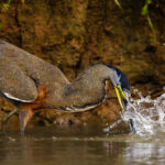 The impressive hunting technique of the Bare-throated Tiger Heron in Cano Negro, Costa Rica. Seconds later, it had swallowed its fish prey (image by Gin Wilde)