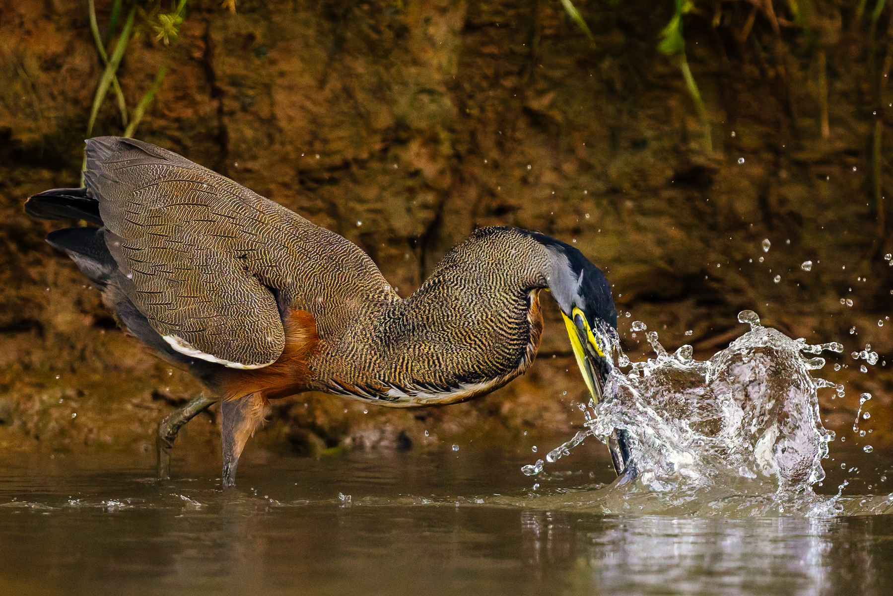The impressive hunting technique of the Bare-throated Tiger Heron in Cano Negro, Costa Rica. Seconds later, it had swallowed its fish prey (image by Gin Wilde)
