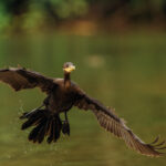A juvenile Neotropical Cormorant swoops in the Cano Negro wetlands - showing its dark brown breast (image by Gin Wilde)