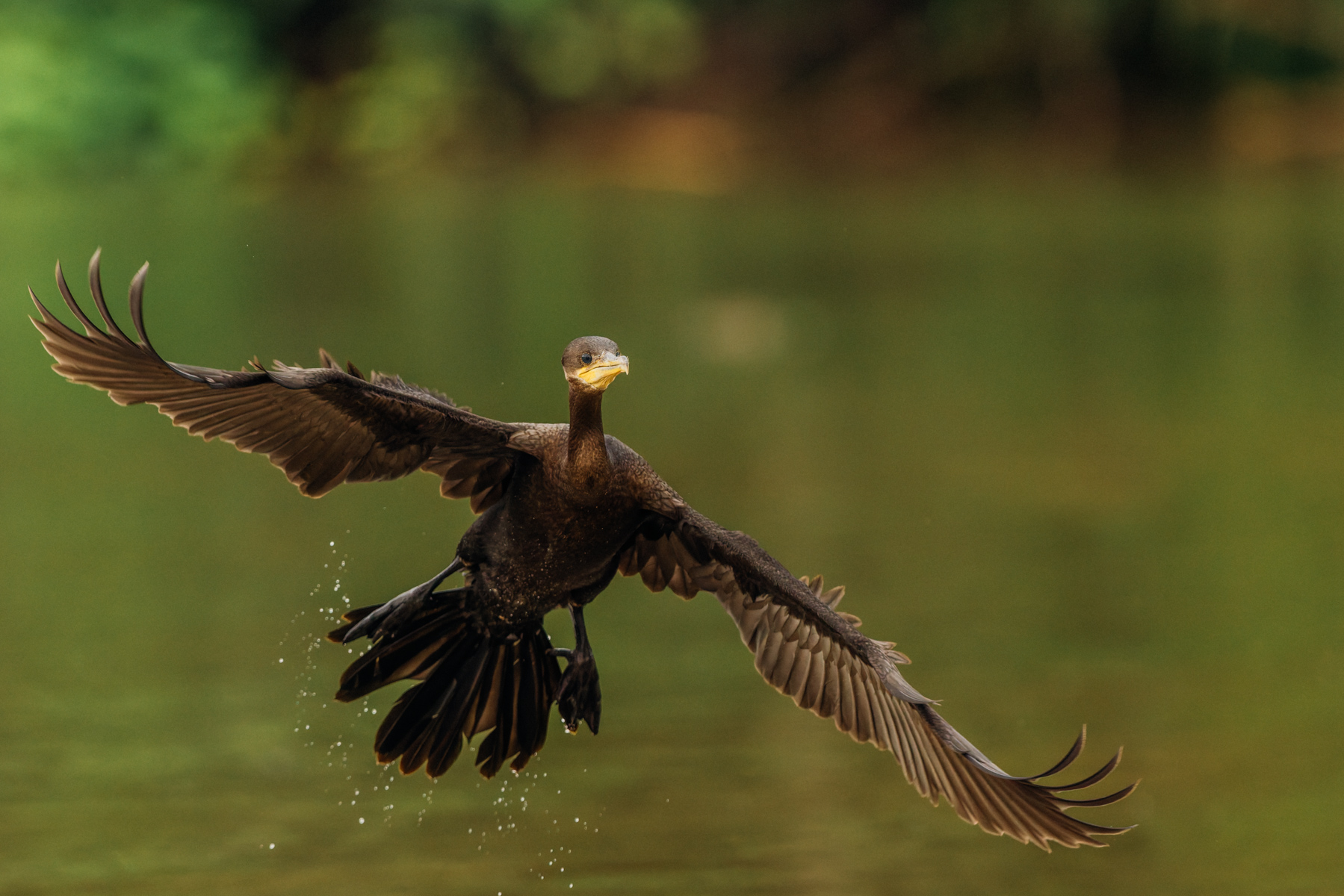 A juvenile Neotropical Cormorant swoops in the Cano Negro wetlands - showing its dark brown breast (image by Gin Wilde)