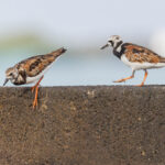 Ruddy Turnstones, feeding up in preparation for the long way up to their Arctic breeding grounds (Image by Mike Watson)