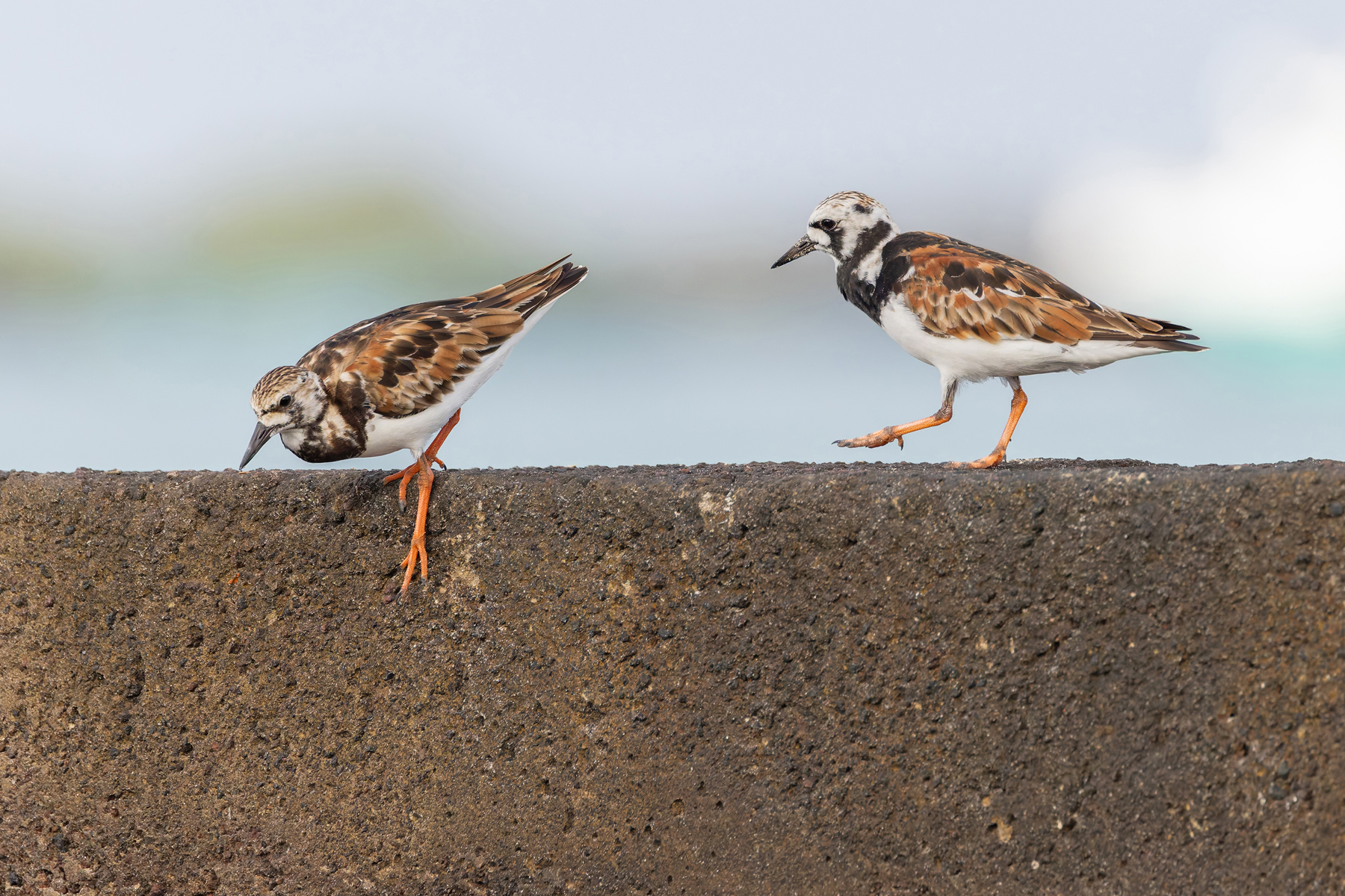 Ruddy Turnstones, feeding up in preparation for the long way up to their Arctic breeding grounds (Image by Mike Watson)