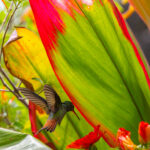 A Rufous-tailed Hummingbird dwarfed by the leaves of a tropical Ti plant in the wonderful gardens of the Hotel Bougainvillea, near San Jose (image by Gin Wilde)