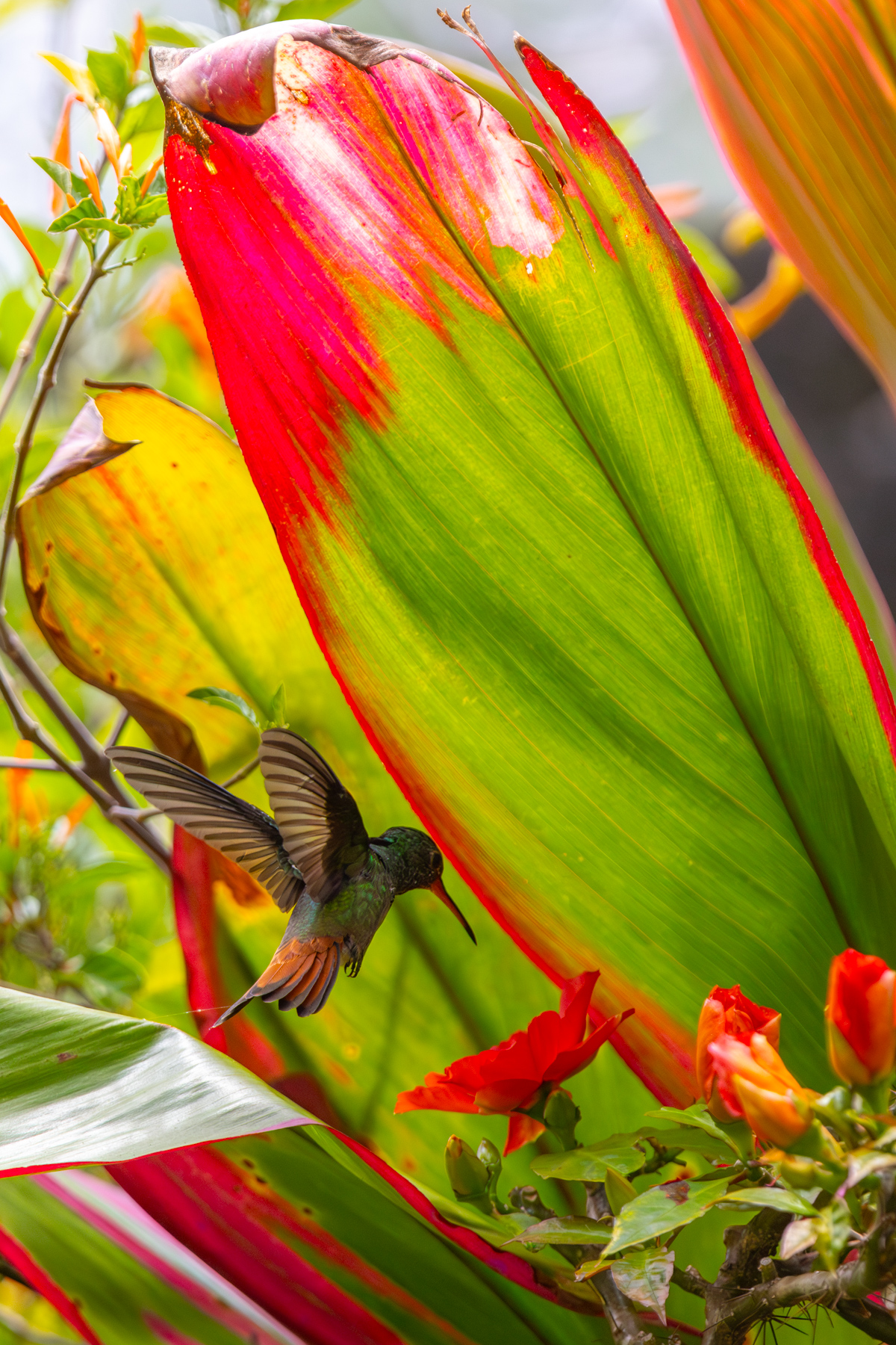 A Rufous-tailed Hummingbird dwarfed by the leaves of a tropical Ti plant in the wonderful gardens of the Hotel Bougainvillea, near San Jose (image by Gin Wilde)