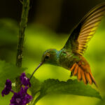 A Rufous-tailed Hummingbird sips nectar from a flower near the Aranel Volcano, Costa Rica. The Rufous is extremely territorial and aggressive at flower patches, often chasing away other birds and insects (image by Gin Wilde)