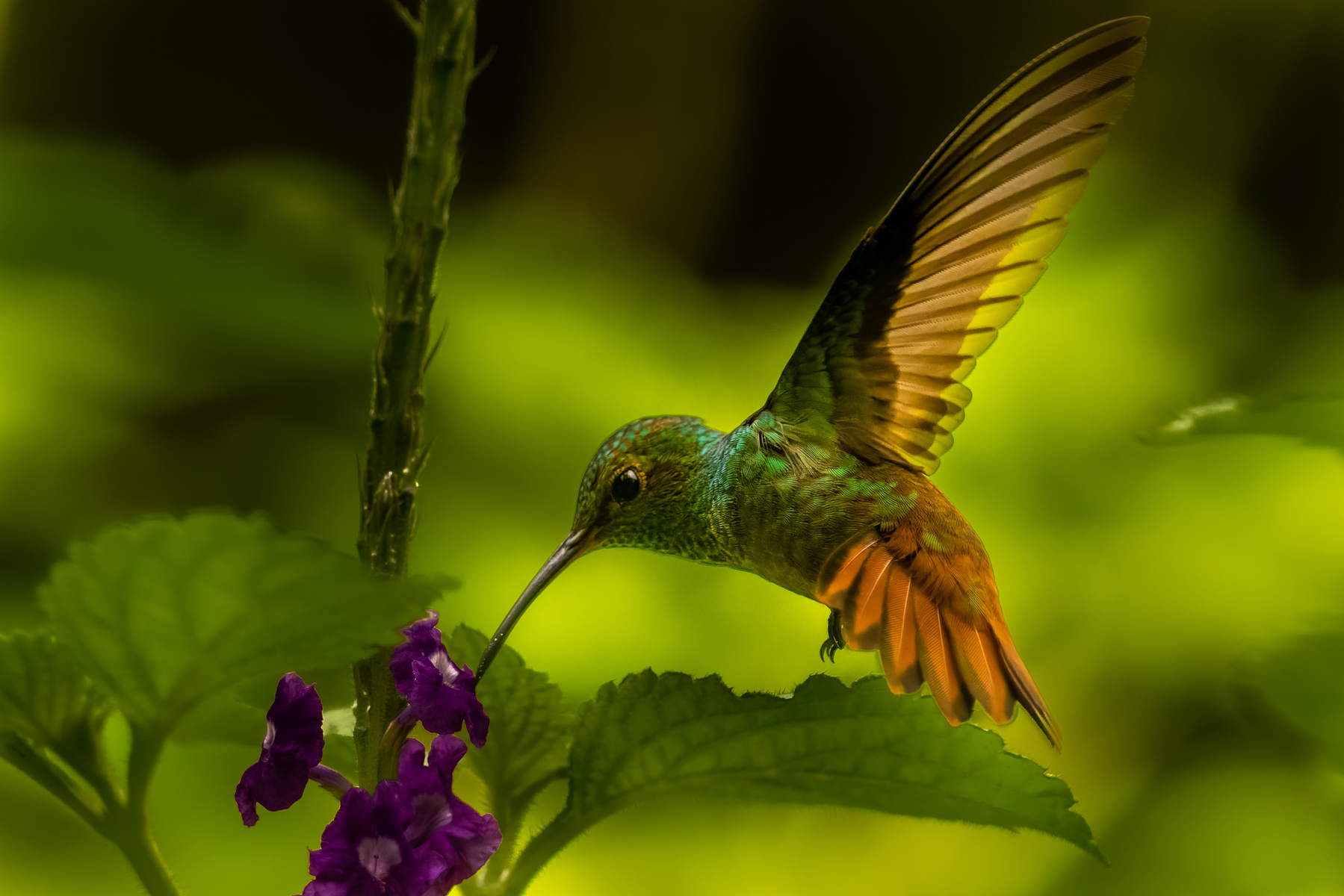 A Rufous-tailed Hummingbird sips nectar from a flower near the Aranel Volcano, Costa Rica. The Rufous is extremely territorial and aggressive at flower patches, often chasing away other birds and insects (image by Gin Wilde)