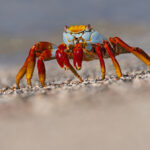 The famous Sally Lightfoot crab, named after a sailor’s dancer girlfriend (Image by Mike Watson)