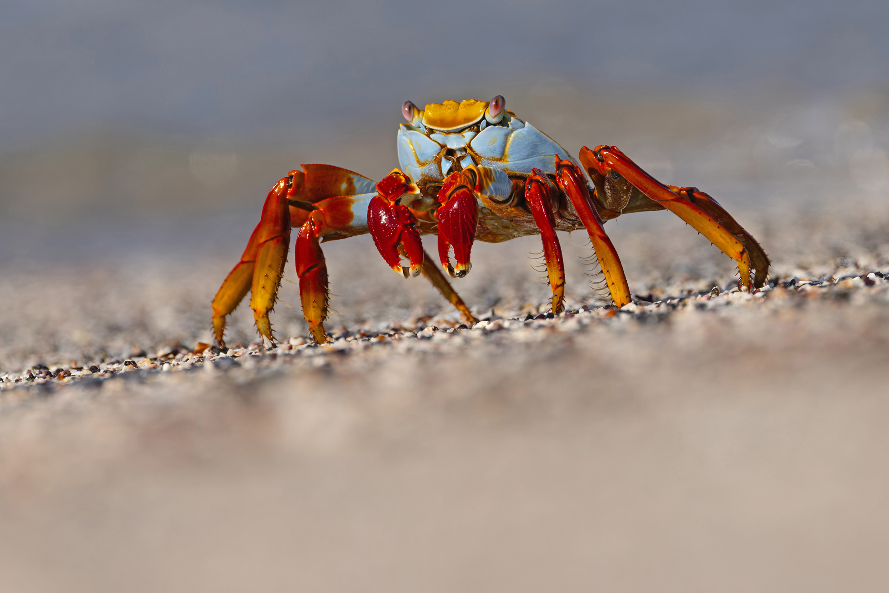 The famous Sally Lightfoot crab, named after a sailor’s dancer girlfriend (Image by Mike Watson)