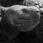 Gigantic! A Santa Cruz Giant-Tortoise at Rancho Primicias (Image by Mike Watson)
