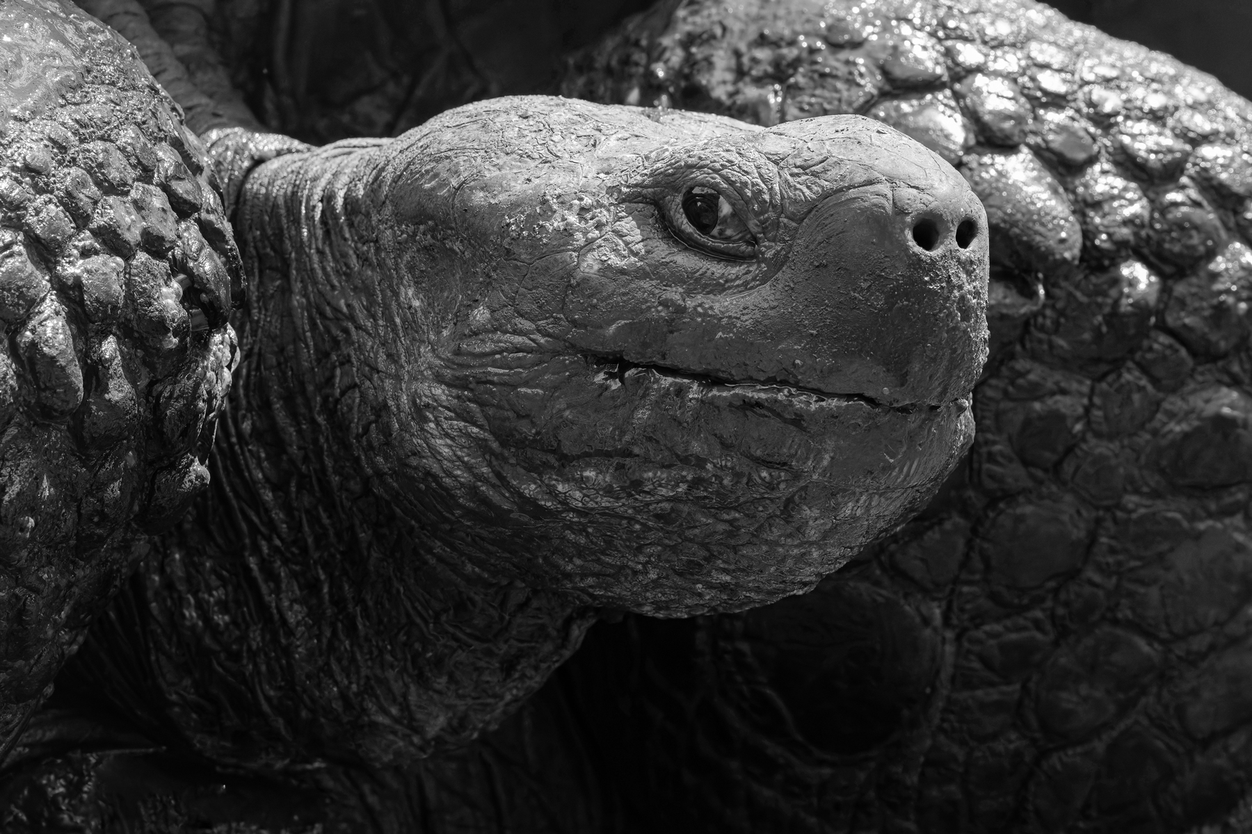 Gigantic! A Santa Cruz Giant-Tortoise at Rancho Primicias (Image by Mike Watson)