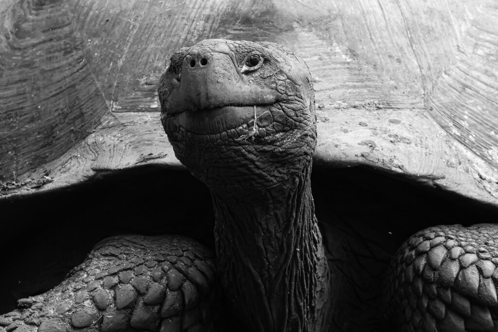 Giant-Tortoises can look quite sinister, belying their gentle nature (Image by Mike Watson)