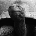 Giant-Tortoises can look quite sinister, belying their gentle nature (Image by Mike Watson)