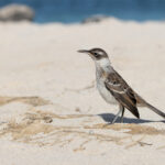 Santa Fé Galapagos Mockingbird. Another mockingbird that waits to greet you on the beach (Image by Mike Watson)
