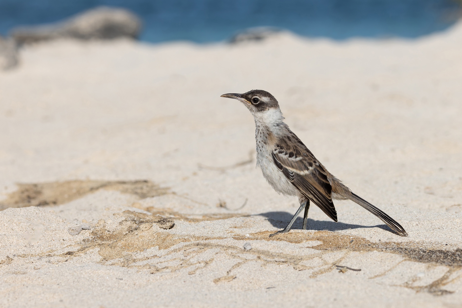 Santa Fé Galapagos Mockingbird. Another mockingbird that waits to greet you on the beach (Image by Mike Watson)