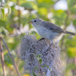 Santa Fé Grey Warbler-Finch, is another creature endemic to the tiny island of Santa Fé (Image by Mike Watson)