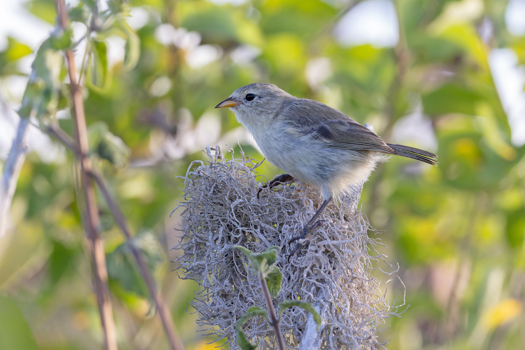 Santa Fé Grey Warbler-Finch, is another creature endemic to the tiny island of Santa Fé (Image by Mike Watson)