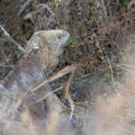 Santa Fé Land Iguana, endemic to the tiny island of the same name (Image by Mike Watson)