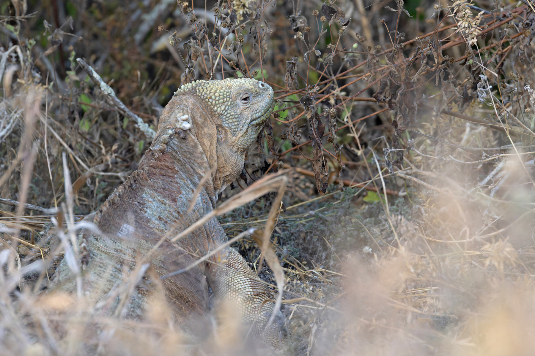 Santa Fé Land Iguana, endemic to the tiny island of the same name (Image by Mike Watson)