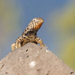 Santa Fé Lava Lizard. Almost every island of any size has its own endemic lava lizard! (Image by Mike Watson)