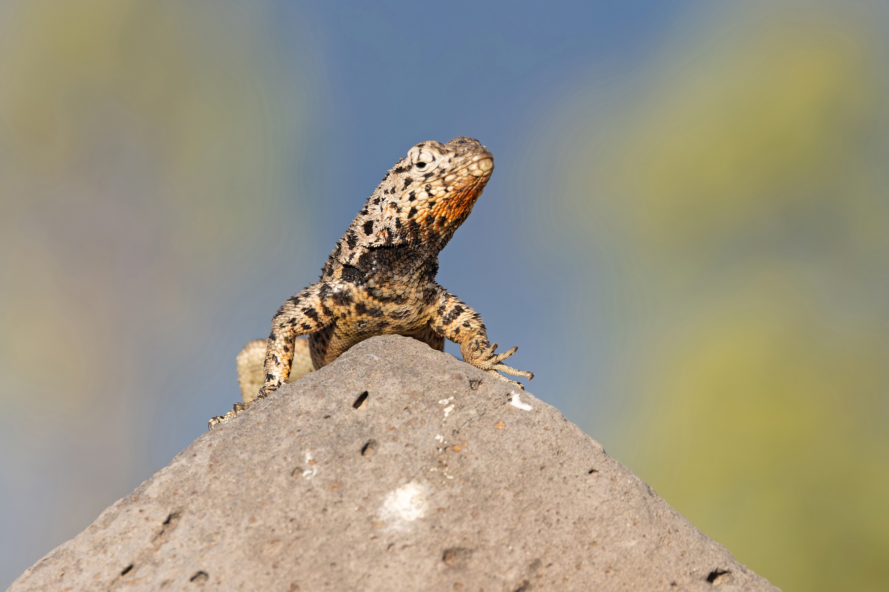 Santa Fé Lava Lizard. Almost every island of any size has its own endemic lava lizard! (Image by Mike Watson)
