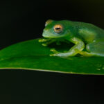 Found throughout the humid lowlands of Costa Rica, Honduras, Nicaragua and Panama, the Granular Glass Frog is named due to its skin's granular texture (image by Gin Wilde)