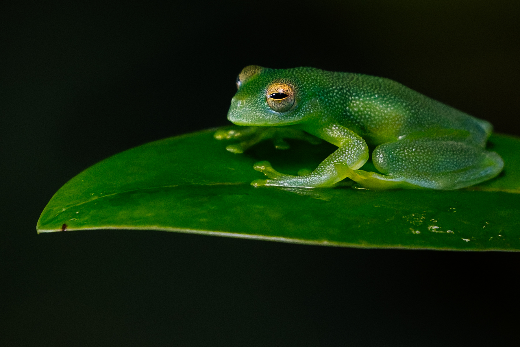 Found throughout the humid lowlands of Costa Rica, Honduras, Nicaragua and Panama, the Granular Glass Frog is named due to its skin's granular texture (image by Gin Wilde)