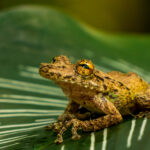 Despite its fairly dull colouration, the Boulenger's Snouted Tree Frog has stunning golden eyes. These frogs make their home in tropical and sub-tropical moist lowland forests (image by Gin Wilde)