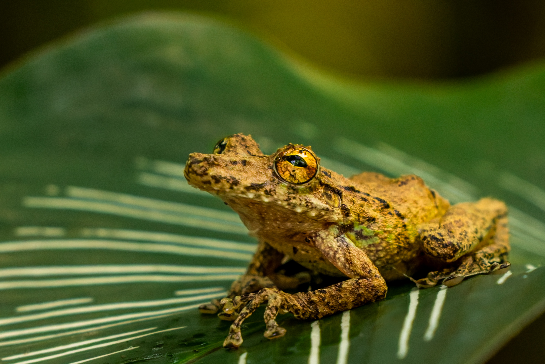 Despite its fairly dull colouration, the Boulenger's Snouted Tree Frog has stunning golden eyes. These frogs make their home in tropical and sub-tropical moist lowland forests (image by Gin Wilde)
