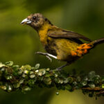 The female Scarlet-rumped Tanager eschews the striking black and red plumage of the male. But her olive and orange colouration, together with her pale blue beak, makes for a nonetheless beautiful bird (image by Gin Wilde)