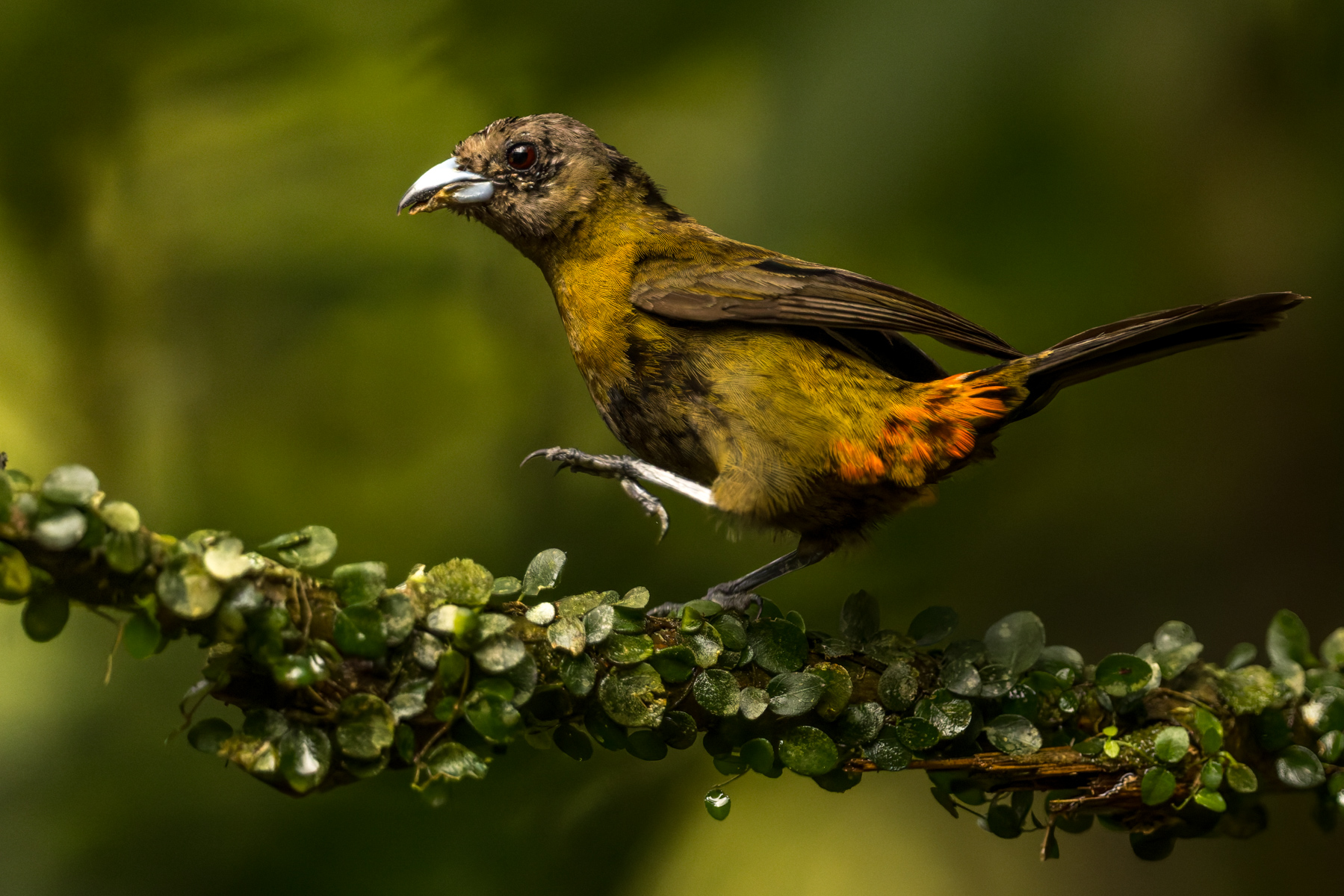 The female Scarlet-rumped Tanager eschews the striking black and red plumage of the male. But her olive and orange colouration, together with her pale blue beak, makes for a nonetheless beautiful bird (image by Gin Wilde)