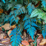 The strong blue colour on these Selaginall leaves is caused by inteference at two layers in the epidermis that refract light (image by Gin Wilde)