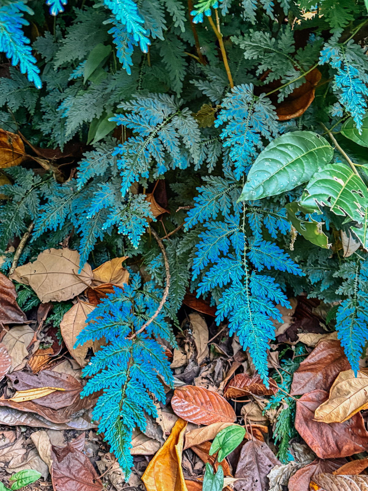 The strong blue colour on these Selaginall leaves is caused by inteference at two layers in the epidermis that refract light (image by Gin Wilde)