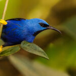 Portrait of a male Shining Honeycreeper; a flash of cobalt blue in the Costa Rican rainforests (image by Gin Wilde)