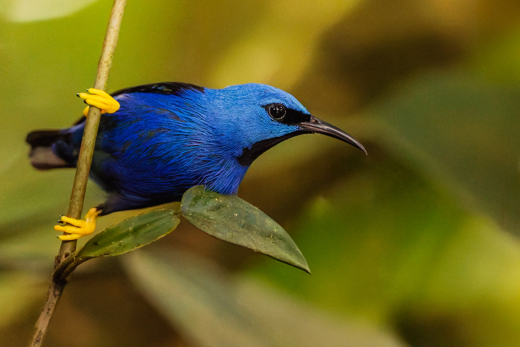 Portrait of a male Shining Honeycreeper; a flash of cobalt blue in the Costa Rican rainforests (image by Gin Wilde)