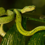 The mint-green colouration of the Side-Striped Palm Pit Viper makes for a strikingly beautiful reptile (image by Gin Wilde)