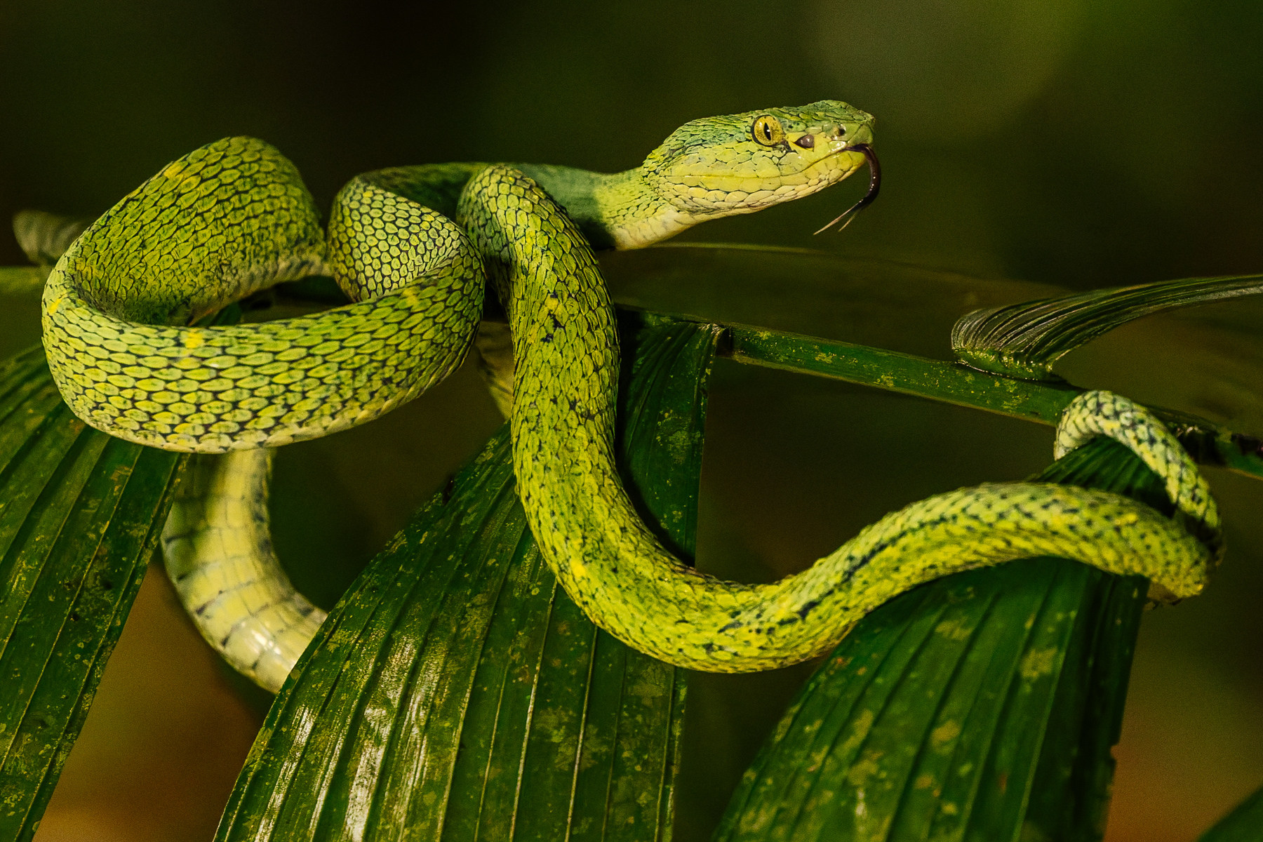 The mint-green colouration of the Side-Striped Palm Pit Viper makes for a strikingly beautiful reptile (image by Gin Wilde)