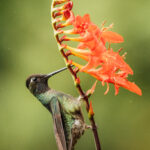 Portrait of a male Talamanca Hummingbird, 'steampunk art style' showing its metallic colouration and green and brown gloss (image by Gin Wilde)