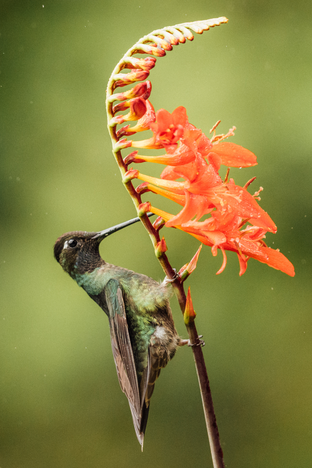 Portrait of a male Talamanca Hummingbird, 'steampunk art style' showing its metallic colouration and green and brown gloss (image by Gin Wilde)