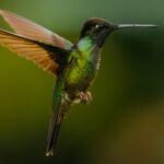 Portrait of a male Talamanca Hummingbird. Seen from the side, male Talamanca's have a black head and chin, with a green gloss. But when the light hits - and at the right angle - this becomes a violet blue topped by a striking purple crown (image by Gin Wilde)