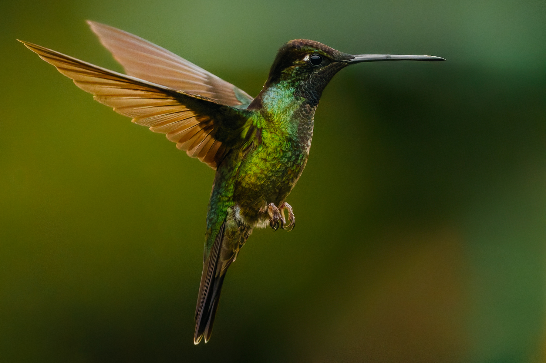Portrait of a male Talamanca Hummingbird. Seen from the side, male Talamanca's have a black head and chin, with a green gloss. But when the light hits - and at the right angle - this becomes a violet blue topped by a striking purple crown (image by Gin Wilde)