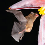 'Just...about...to reach...my drink...' An Orange Nectar Bat sticks out its tongue to drink from a flower. A process that, in real time, took a fraction of a second (image by Gin Wilde)