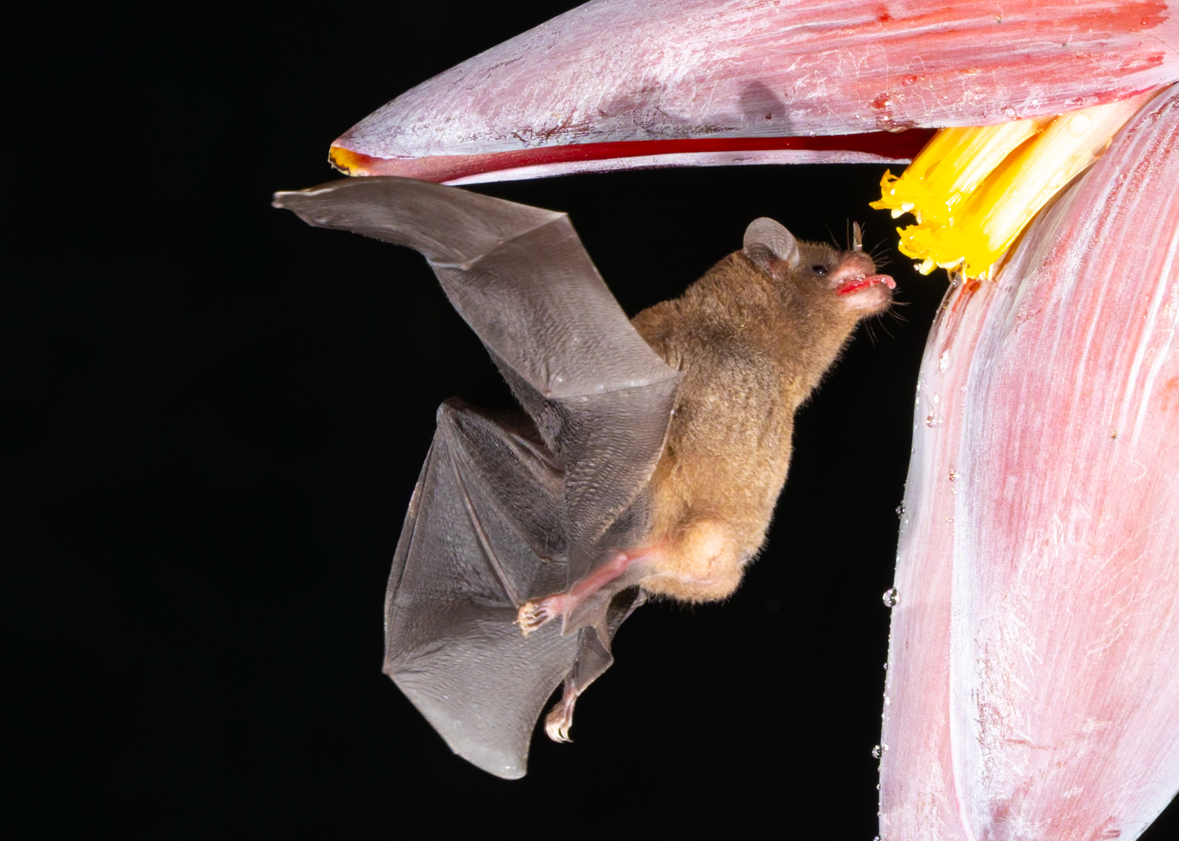 'Just...about...to reach...my drink...' An Orange Nectar Bat sticks out its tongue to drink from a flower. A process that, in real time, took a fraction of a second (image by Gin Wilde)