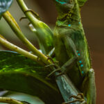 This curious Emerald Basilisk Lizard happily sat on a leaf by this year's tour members, as we drank local beer. Basilisks are also known as 'Jesus Christ Lizards' for their incredible ability to run on water (image by Gin Wilde)