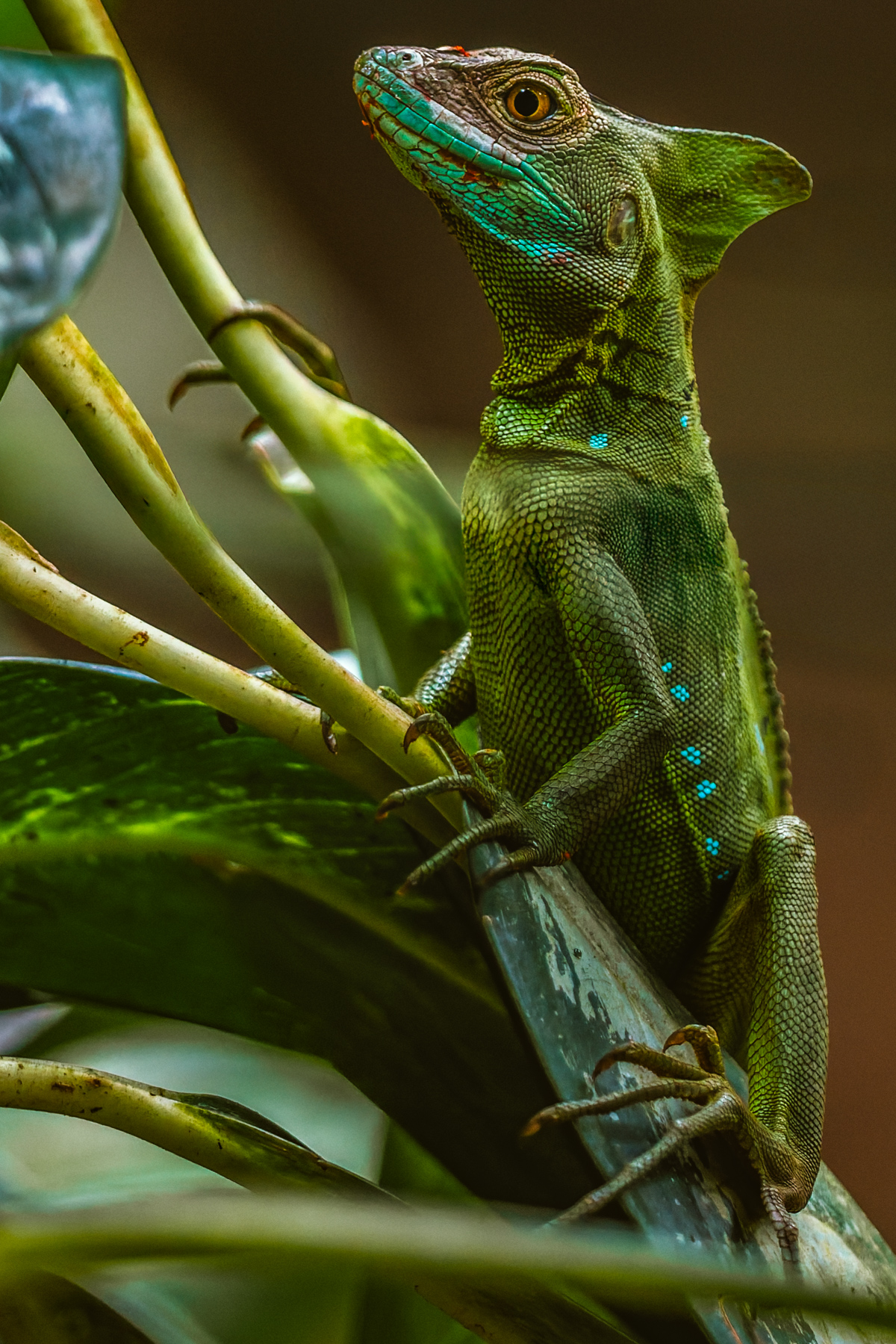 This curious Emerald Basilisk Lizard happily sat on a leaf by this year's tour members, as we drank local beer. Basilisks are also known as 'Jesus Christ Lizards' for their incredible ability to run on water (image by Gin Wilde)