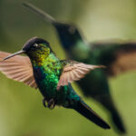 'Sky dance of the Fiery-throated Hummingbird'. Pictured with a 'shadow' bird behind (image by Gin Wilde)